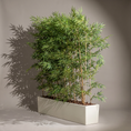Load image into Gallery viewer, Bamboo Palm 1.8 In Stems Palmbam 018 in Robie pot