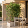 Load image into Gallery viewer, Bamboo Palm 1.8 In Stems Palmbam 018 in Robie pot
