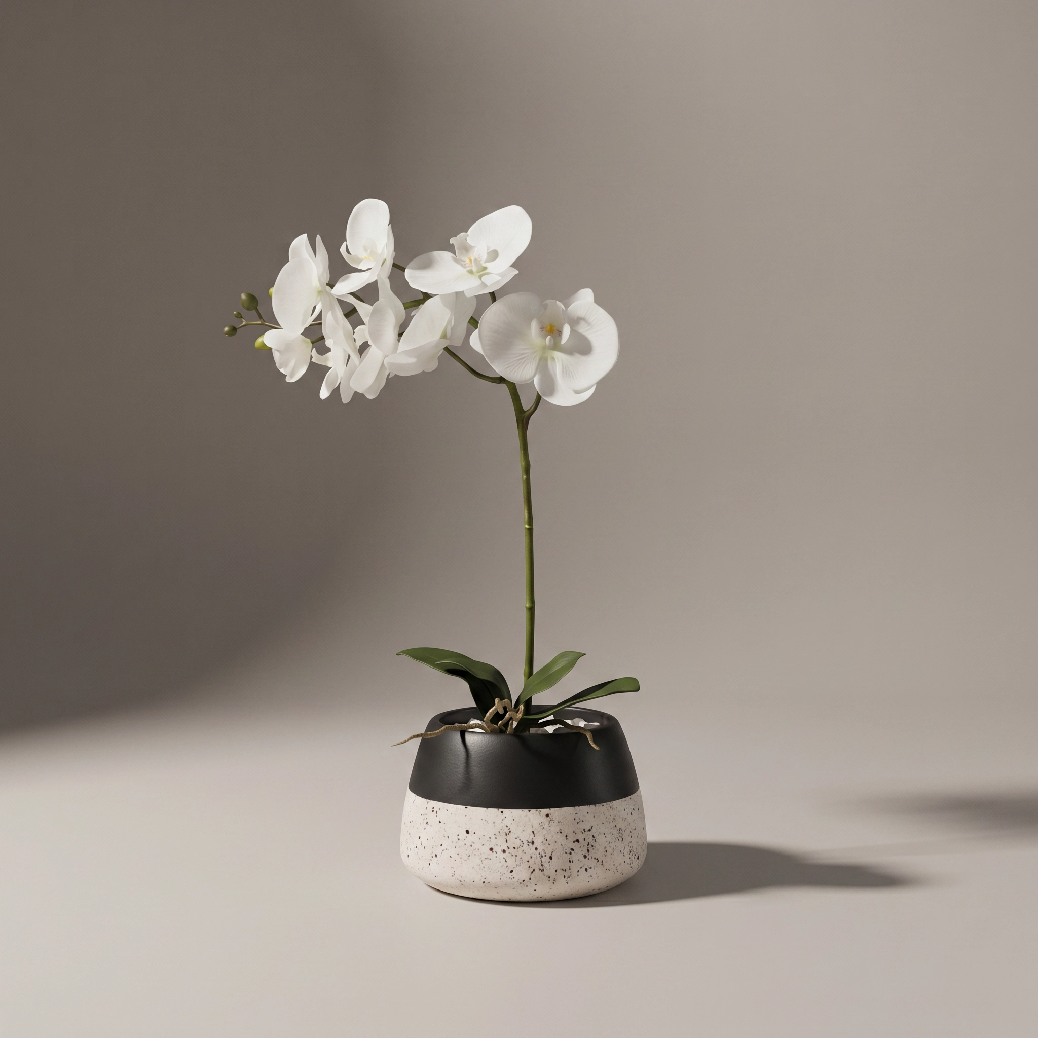 White Orchid in Duo Vase Sundry-40F