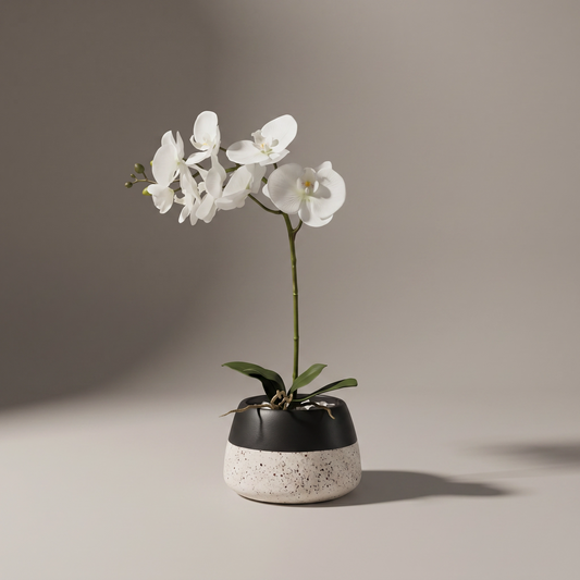 White Orchid in Duo Vase Sundry-40F