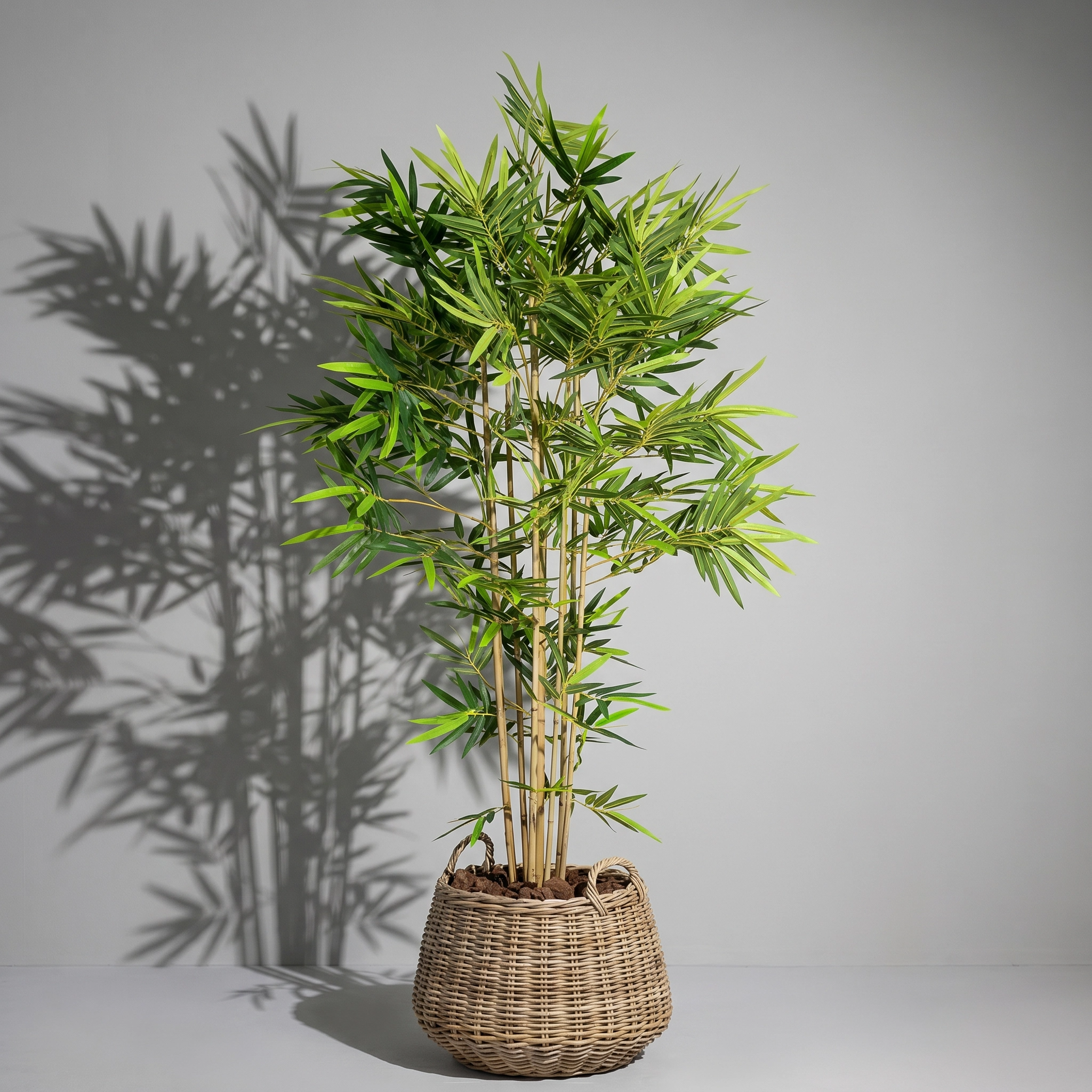 Bamboo Palm In Basket palmbalm 018 B107TW