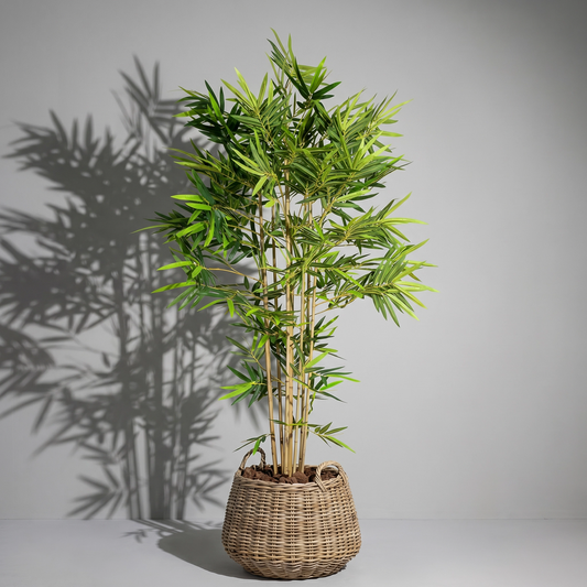 Bamboo Palm In Basket palmbalm 018 B107TW