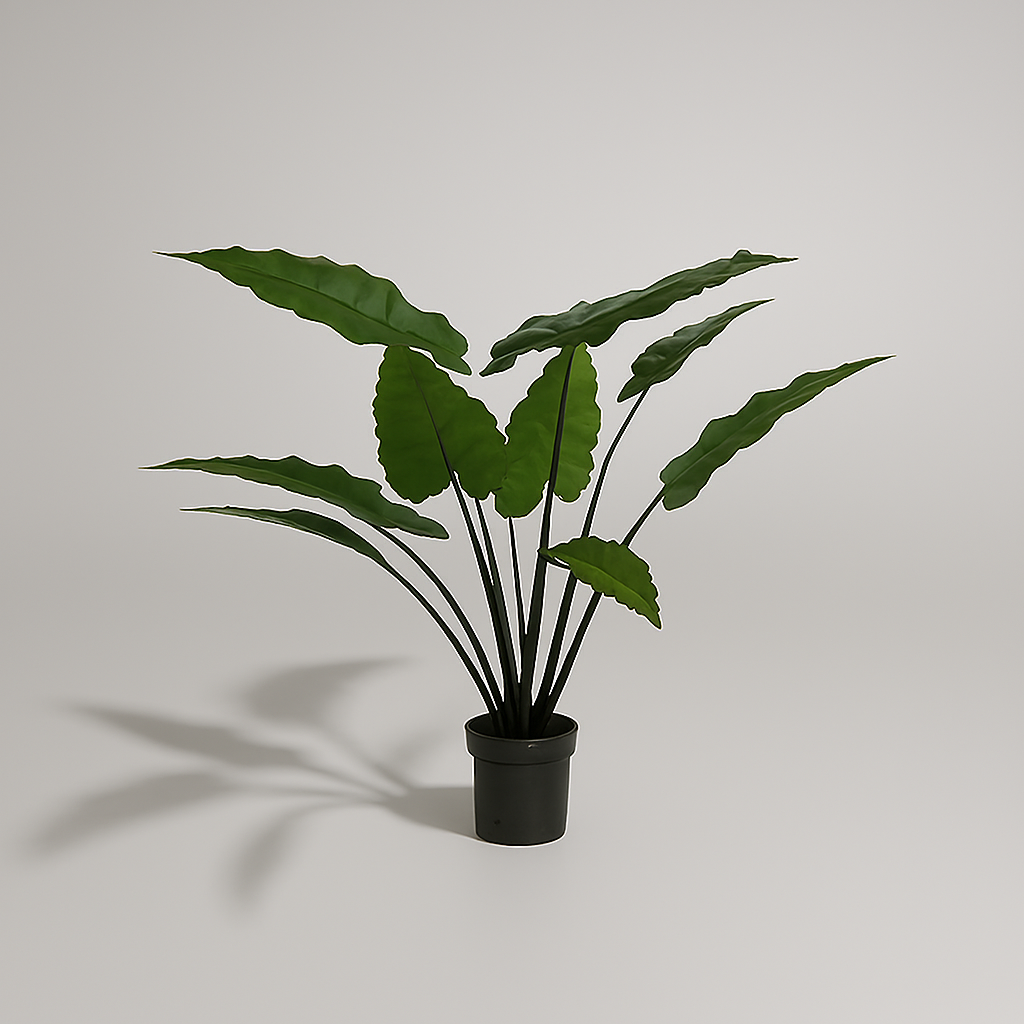 Medium Rainbow Yd1003